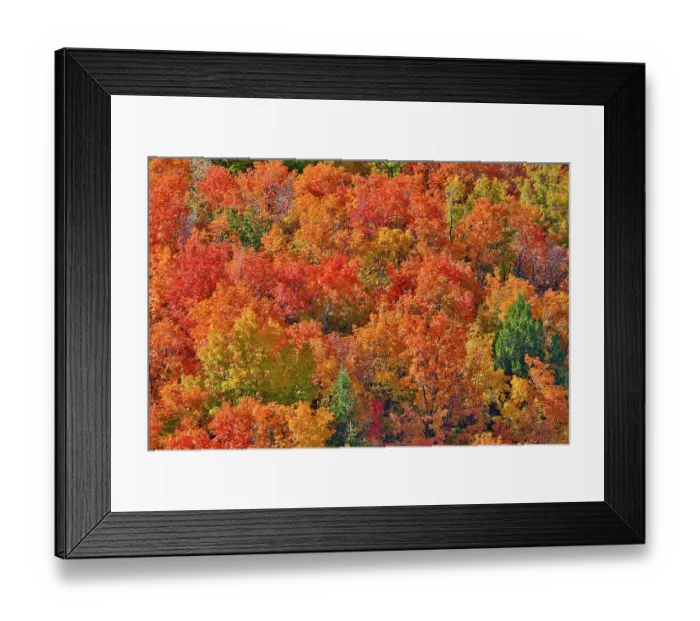 Framed Print : USA, Idaho. Bloomington Canyon Road hillsides in fall color on maple Framed Print : USA, Idaho. Bloomington Canyon Road hillsides in fall color on maple