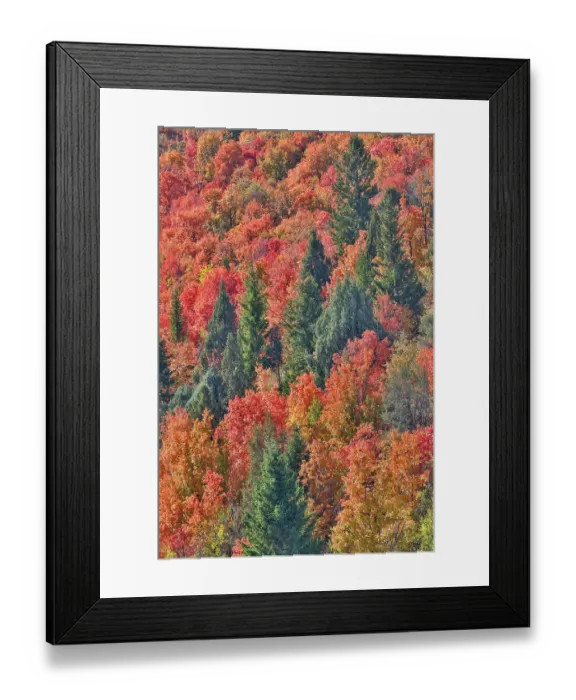 Framed Print : USA, Idaho. Bloomington Canyon Road hillsides in fall color on maple