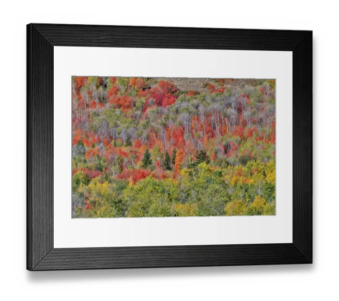 Framed Print : USA, Idaho. Aspen and maple near Liberty and Bear Lake in autumn colors