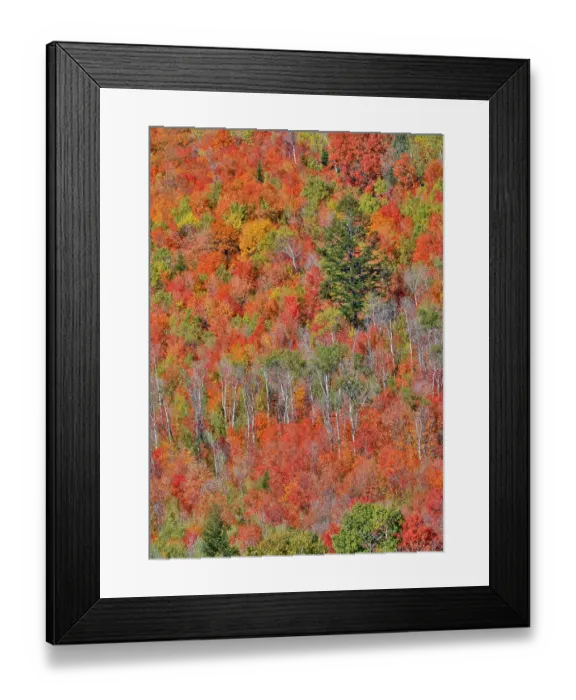 Framed Print : USA, Idaho. Aspen and maple near Liberty and Bear Lake in autumn colors Framed Print : USA, Idaho. Aspen and maple near Liberty and Bear Lake in autumn colors