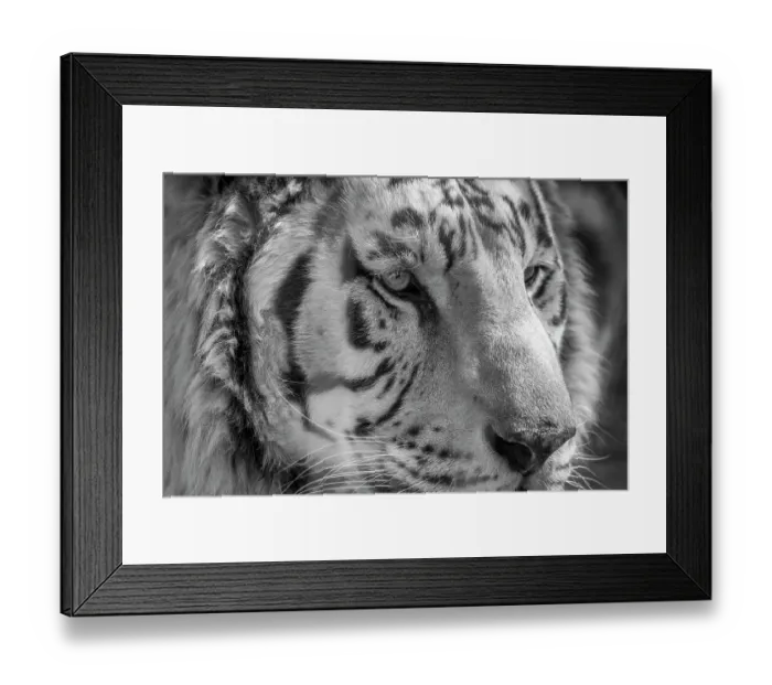 Framed Print : USA, Indiana, Center Point. Close-up of white tiger