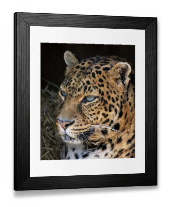Framed Print : USA, Indiana, Center Point. Close-up of leopard's face