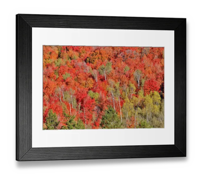 Framed Print : USA, Idaho. Aspen and maple near Liberty and Bear Lake in autumn colors