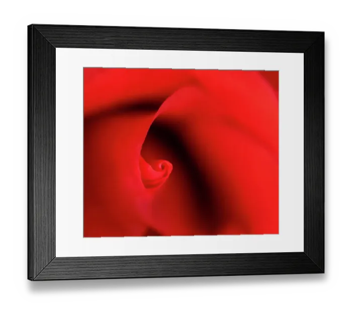 Framed Print : USA, Indiana. Close-up of red rose Framed Print : USA, Indiana. Close-up of red rose