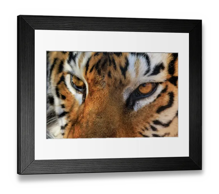 Framed Print : USA, Indiana, Center Point. Close-up of tiger's face Framed Print : USA, Indiana, Center Point. Close-up of tiger's face