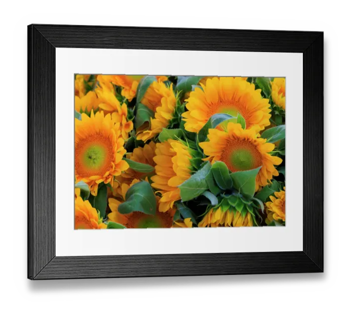Framed Print : USA, Indiana, Fishers. A bouquet of yellow sunflowers
