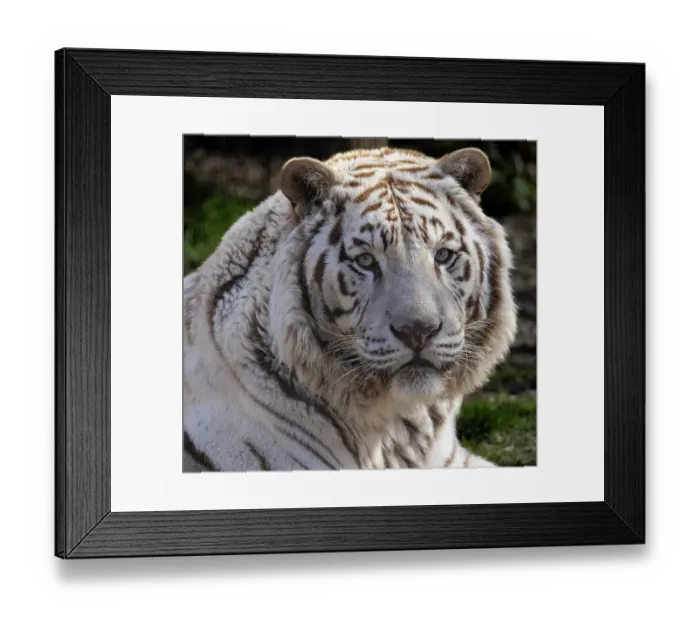 Framed Print : USA, Indiana, Center Point. Close-up of white tiger Framed Print : USA, Indiana, Center Point. Close-up of white tiger