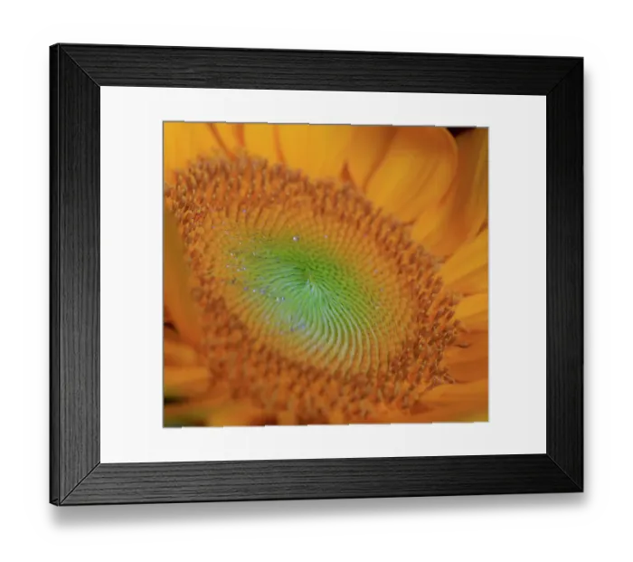 Framed Print : USA, Indiana, Carmel. Close-up of sunflower Framed Print : USA, Indiana, Carmel. Close-up of sunflower