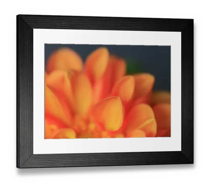 Framed Print : USA, Indiana, Carmel. Close-up of dahlia flower Framed Print : USA, Indiana, Carmel. Close-up of dahlia flower