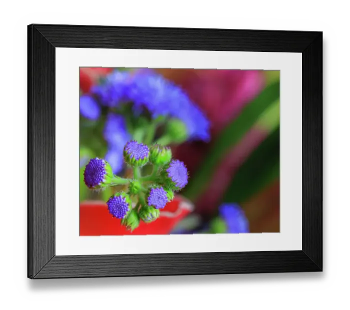 Framed Print : USA, Indiana, Fishers. Close-up of purple flower buds