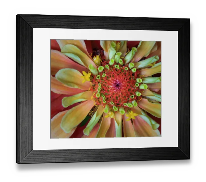 Framed Print : USA, Indiana, Carmel. Close-up of the center of dahlia flower Framed Print : USA, Indiana, Carmel. Close-up of the center of dahlia flower