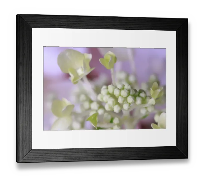 Framed Print : USA, Indiana, Fishers. Close-up of white flower and buds Framed Print : USA, Indiana, Fishers. Close-up of white flower and buds