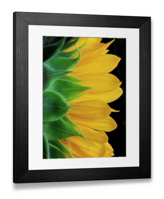 Framed Print : USA, Indiana, Carmel. Close-up side view of sunflower