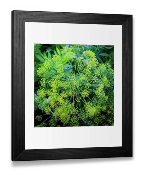 Framed Print : USA, Indiana, Carmel. Close-up display of green flower and leaves