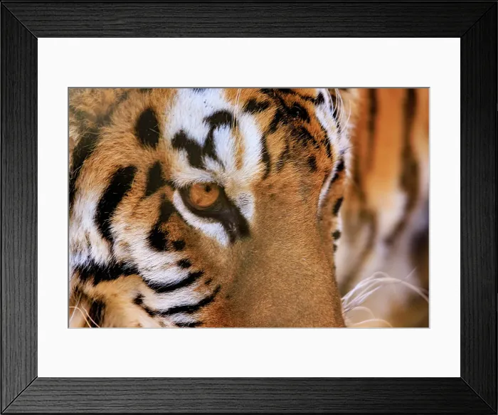 Framed Print : USA, Indiana, Center Point. Close-up of tiger's face Framed Print : USA, Indiana, Center Point. Close-up of tiger's face