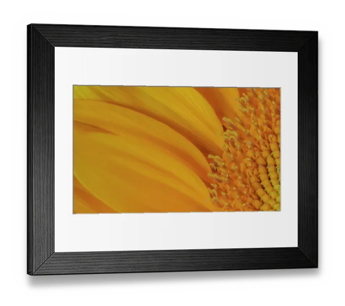 Framed Print : USA, Indiana, Carmel. Close-up of sunflower Framed Print : USA, Indiana, Carmel. Close-up of sunflower