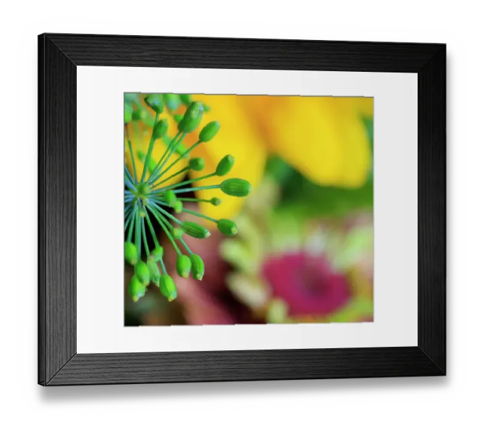 Framed Print : USA, Indiana, Fishers. Close-up of green flower buds Framed Print : USA, Indiana, Fishers. Close-up of green flower buds