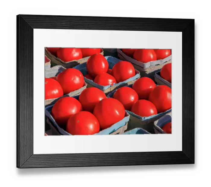 Framed Print : USA, Indiana, Fishers. Baskets with fresh tomatoes Framed Print : USA, Indiana, Fishers. Baskets with fresh tomatoes
