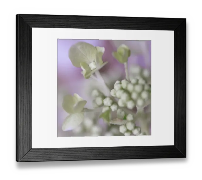 Framed Print : USA, Indiana, Fishers. Close-up of white flower and buds Framed Print : USA, Indiana, Fishers. Close-up of white flower and buds