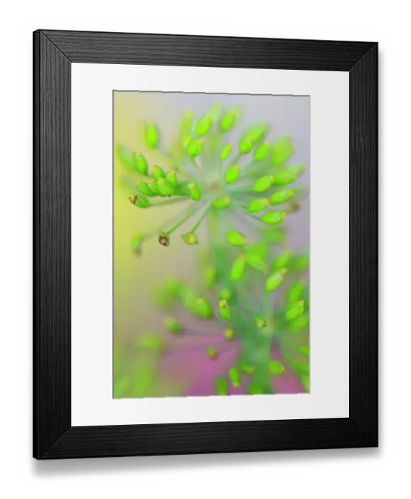 Framed Print : USA, Indiana, Fishers. Abstract close-up of green flower buds Framed Print : USA, Indiana, Fishers. Abstract close-up of green flower buds