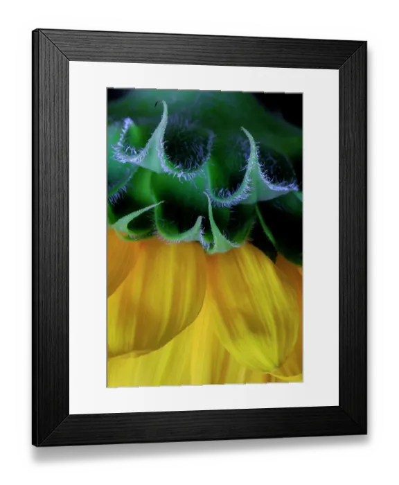 Framed Print : USA, Indiana, Fishers. Close-up side of yellow sunflowers