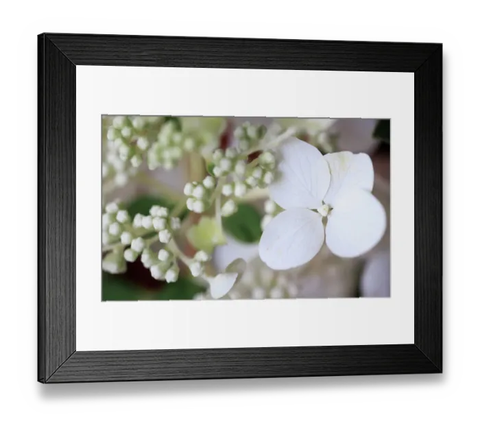 Framed Print : USA, Indiana, Fishers. Close-up of white flower and buds Framed Print : USA, Indiana, Fishers. Close-up of white flower and buds