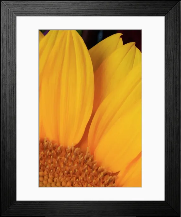 Framed Print : USA, Indiana, Carmel. Close-up of sunflower Framed Print : USA, Indiana, Carmel. Close-up of sunflower
