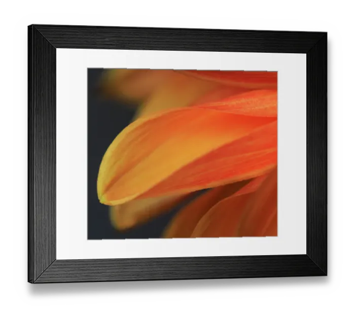 Framed Print : USA, Indiana, Carmel. Close-up of dahlia flower Framed Print : USA, Indiana, Carmel. Close-up of dahlia flower