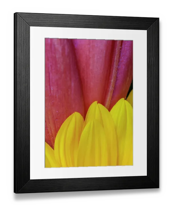 Framed Print : USA, Indiana, Carmel. Close-up of pink and yellow flower petals Framed Print : USA, Indiana, Carmel. Close-up of pink and yellow flower petals