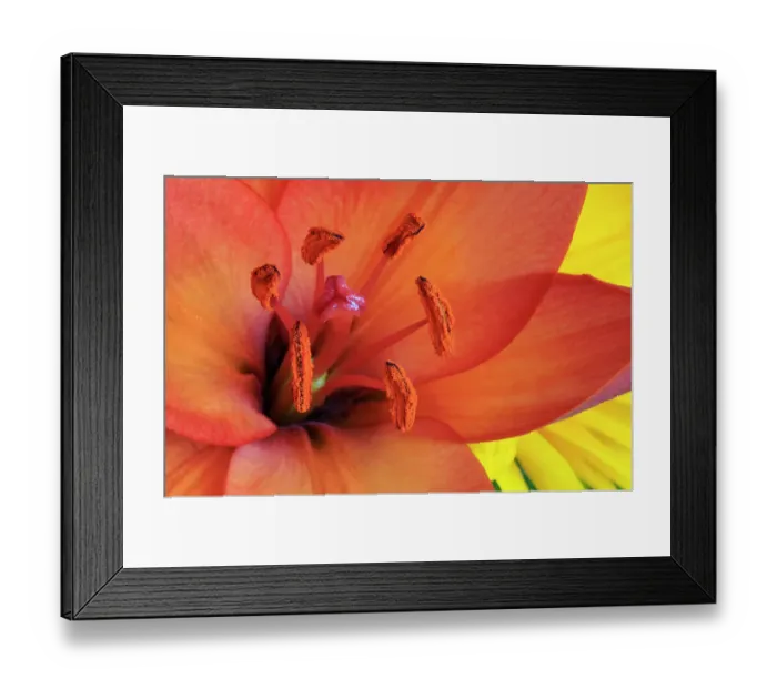 Framed Print : USA, Indiana, Carmel. Close-up of orange lily's pistil and stamens