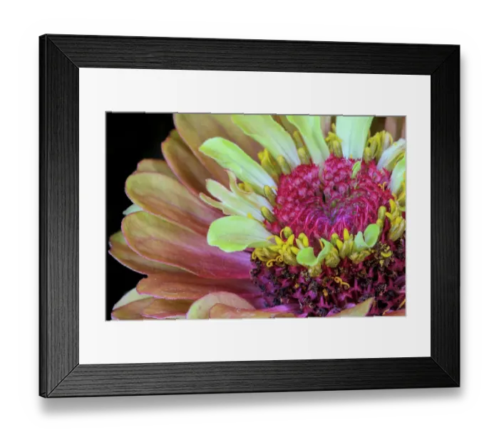Framed Print : USA, Indiana, Carmel. Close-up of the center of dahlia flower Framed Print : USA, Indiana, Carmel. Close-up of the center of dahlia flower