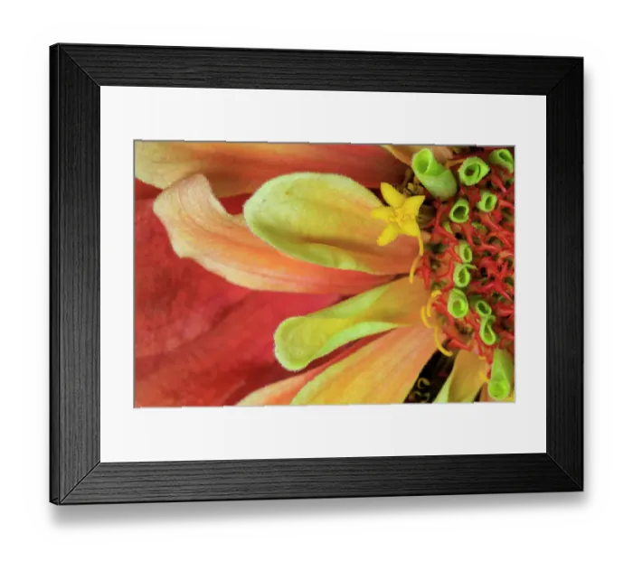 Framed Print : USA, Indiana, Carmel. Close-up of dahlia flower