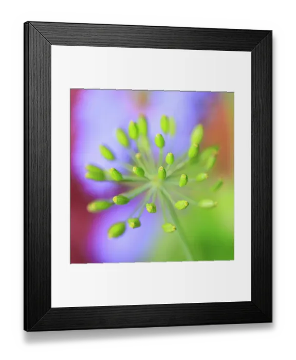 Framed Print : USA, Indiana, Fishers. Abstract close-up of green flower buds Framed Print : USA, Indiana, Fishers. Abstract close-up of green flower buds