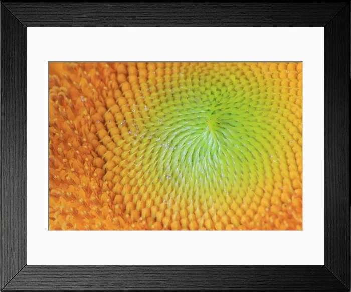 Framed Print : USA, Indiana, Carmel. Close-up of sunflower