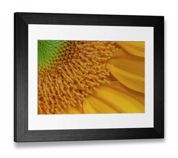 Framed Print : USA, Indiana, Carmel. Close-up of sunflower Framed Print : USA, Indiana, Carmel. Close-up of sunflower