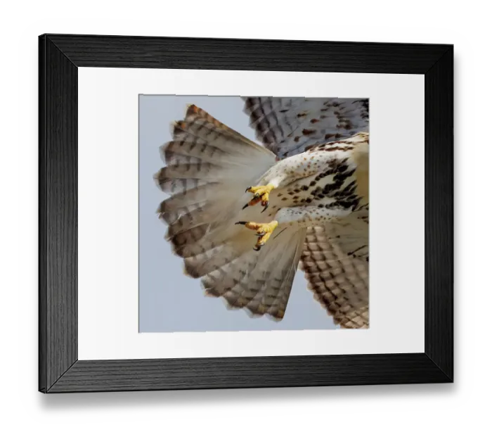 Framed Print : USA, Indiana, Carmel. Close-up of hawk talons in flight Framed Print : USA, Indiana, Carmel. Close-up of hawk talons in flight