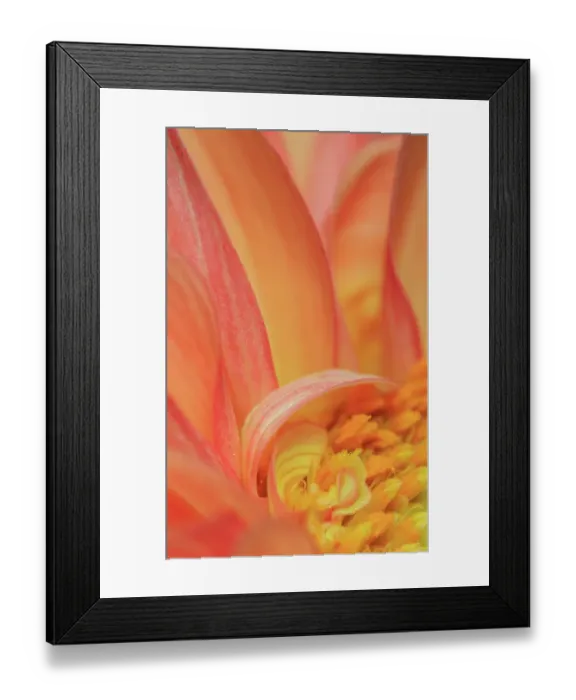Framed Print : USA, Indiana, Carmel. Close-up of dahlia flower Framed Print : USA, Indiana, Carmel. Close-up of dahlia flower