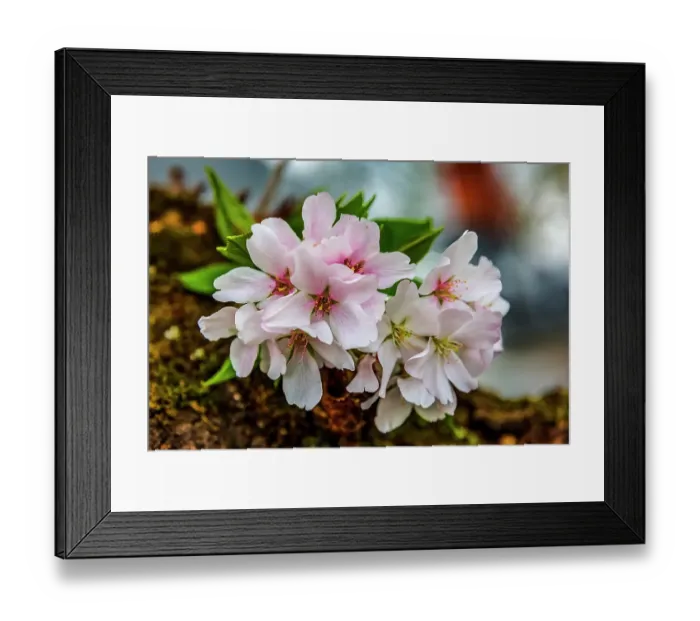 Framed Print : Colorful cherry blossoms, Kenwood, Bethesda, Maryland Framed Print : Colorful cherry blossoms, Kenwood, Bethesda, Maryland