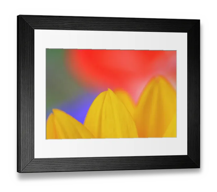 Framed Print : USA, Indiana, Carmel. Close-up of sunflower