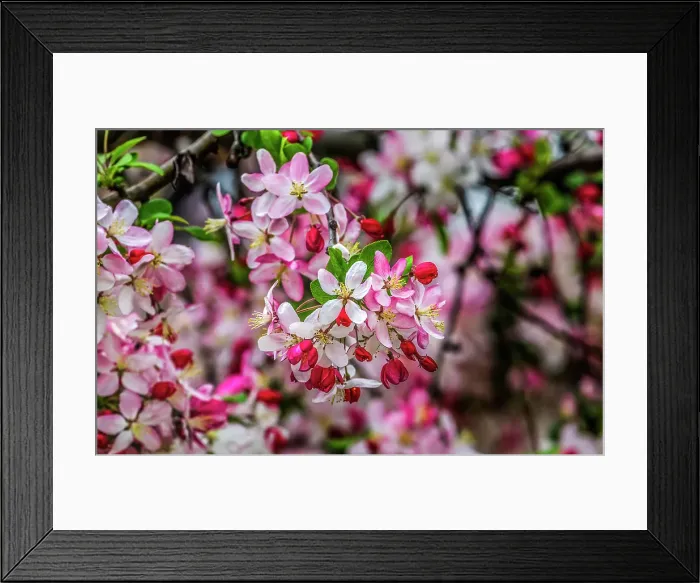 Framed Print : Colorful Japanese crab apple blossoms, Kenwood, Bethesda, Maryland Framed Print : Colorful Japanese crab apple blossoms, Kenwood, Bethesda, Maryland