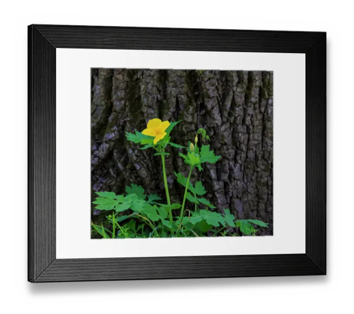 Framed Print : USA, Indiana, Carmel. Yellow wood poppy flower against tree trunk Framed Print : USA, Indiana, Carmel. Yellow wood poppy flower against tree trunk