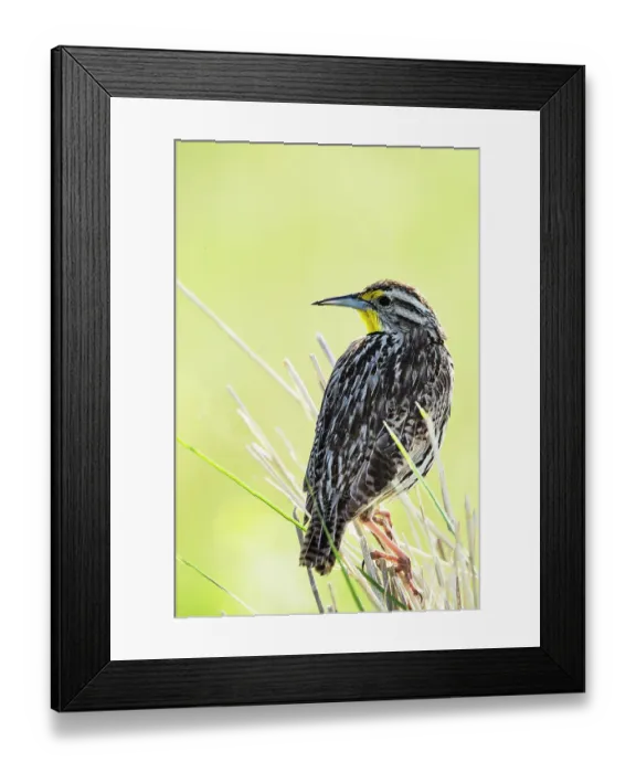 Framed Print : USA, Montana. National Bison Range, Western Meadow Lark
