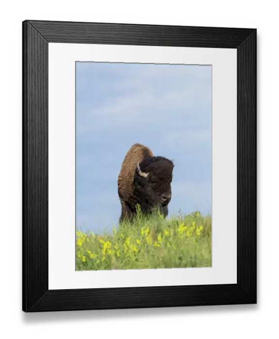 Framed Print : USA, Montana, Dixon. National Bison Range, bison springtime