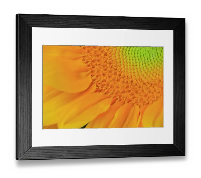 Framed Print : USA, Indiana, Carmel. Close-up of sunflower Framed Print : USA, Indiana, Carmel. Close-up of sunflower
