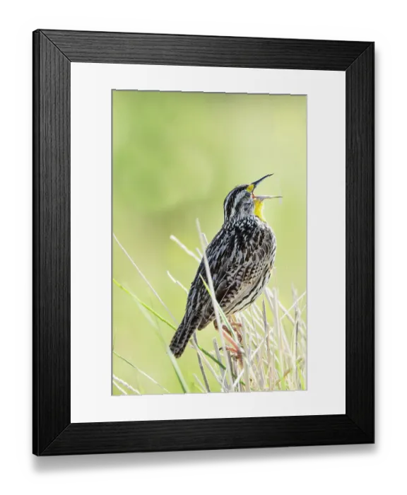 Framed Print : USA, Montana. National Bison Range, Western Meadow Lark