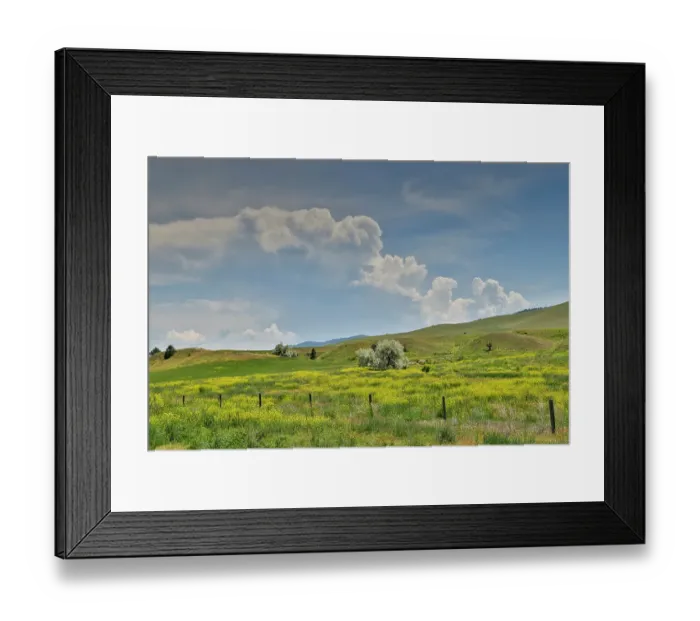 Framed Print : USA, Montana, Dixon. Fields of wild mustard Framed Print : USA, Montana, Dixon. Fields of wild mustard