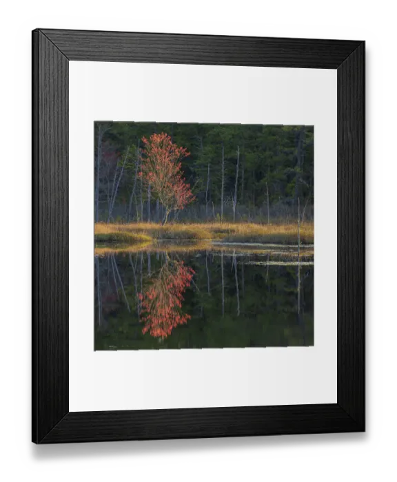 Framed Print : USA, New Jersey, Pine Barrens National Preserve. Spring forest reflections in pond