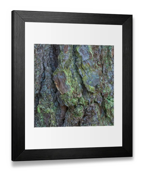 Framed Print : USA, New Jersey, Pine Barrens National Preserve. Close-up of tree bark Framed Print : USA, New Jersey, Pine Barrens National Preserve. Close-up of tree bark