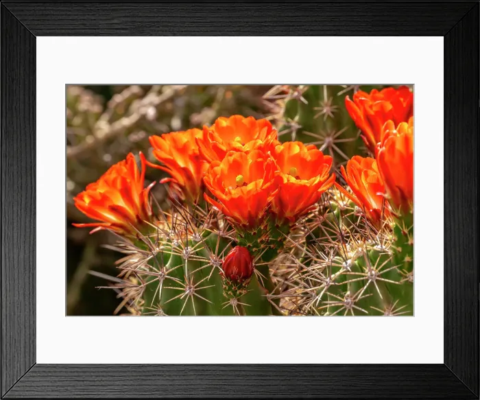 Framed Print : USA, New Mexico, Bosque del Apache National Wildlife Refuge. Claret cup cactus blossoms close-up Framed Print : USA, New Mexico, Bosque del Apache National Wildlife Refuge. Claret cup cactus blossoms close-up