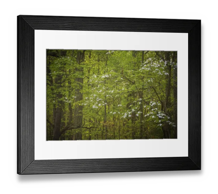 Framed Print : USA, New Jersey, Pinelands National Preserve. Dogwood trees with white flowers